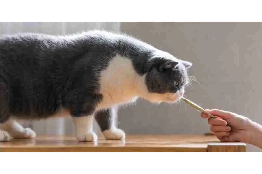 Pollo Con Cangrejo (4X14 G) 56 g | Calvet Animals i Plantes.