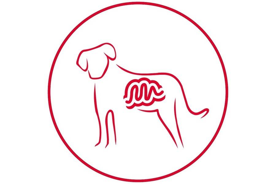 Pollo Y Patata 12 kg Arion Original