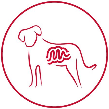 Pollo Y Patata 12 kg Arion Original