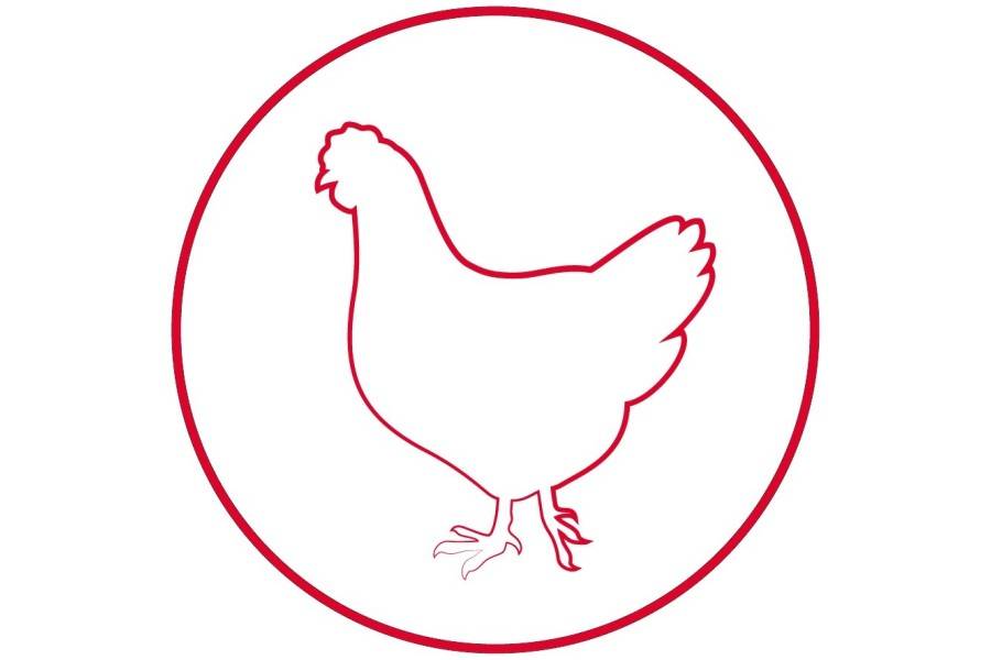 Pollo Y Patata 12 kg Arion Original