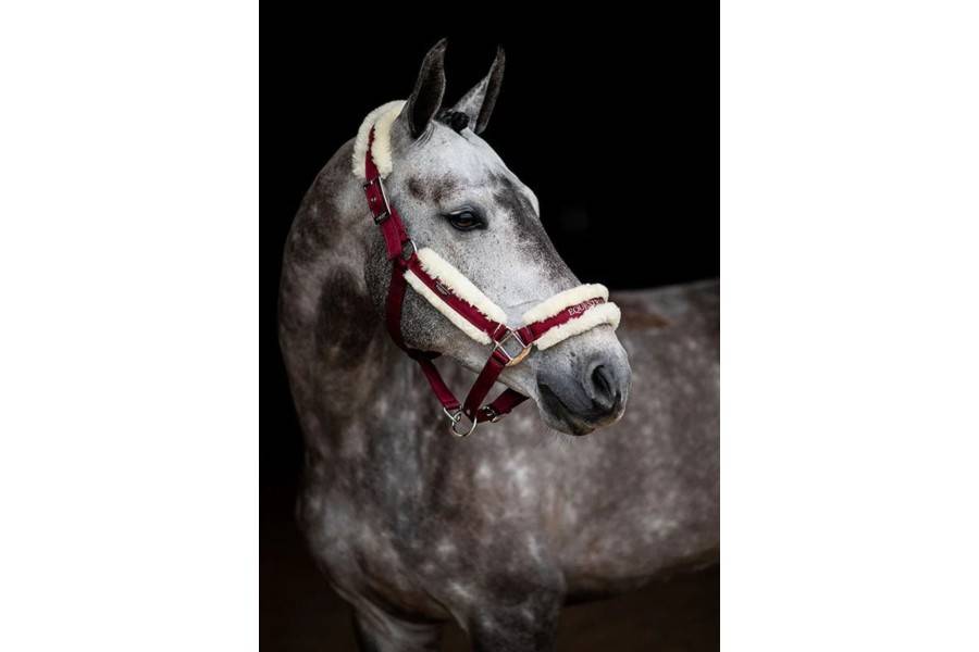  Cabezadas cuadra | Cabezada Cuadra Equestrian Stockholm +