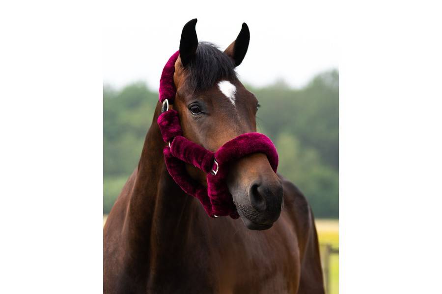 Cabezada Cuadra QHP Alaska Lana Burdeos | Calvet Animals i Plantes.