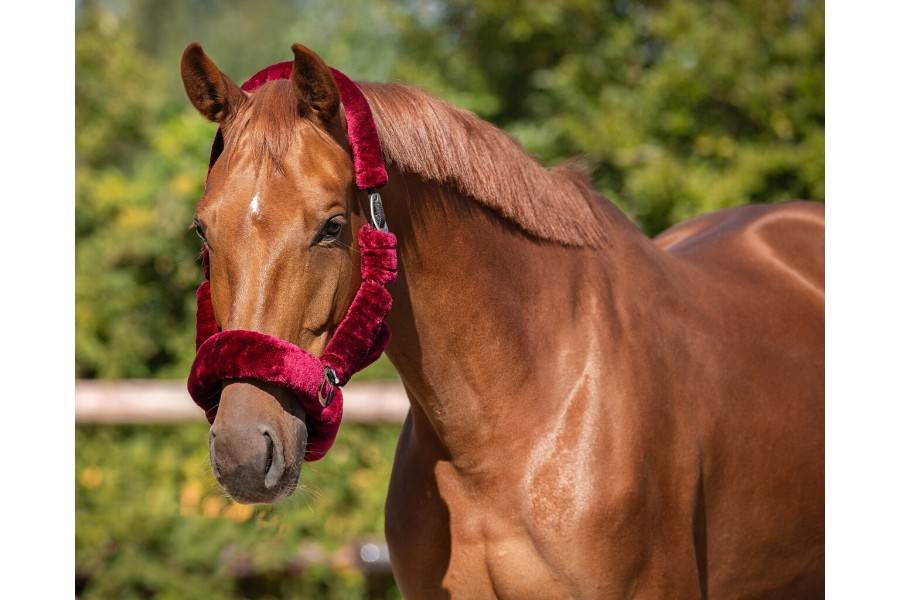 Cabezada Cuadra QHP Alaska Lana Burdeos | Calvet Animals i Plantes.