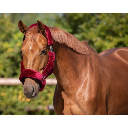 Cabezada Cuadra QHP Alaska Lana Burdeos | Calvet Animals i Plantes.