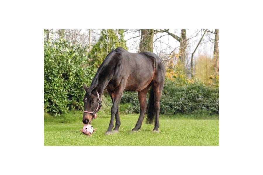 Pelota Caballo HKM Fun Rosa | Calvet Animals i Plantes