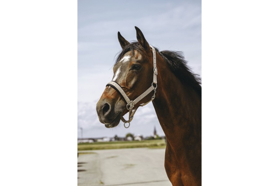 Cabezada Cuadra Nylon Equitheme Jacquard Gris | Calvet Animals