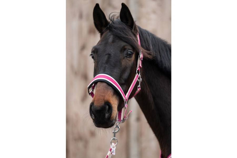 Morralla Quadra HKM + Ramal Kopenhagen Magenta | Morralles