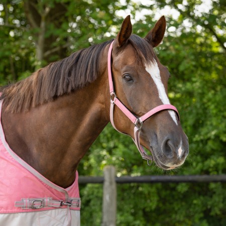 Cabezada Cuadra QHP + Ramal Collection Flamingo | Calvet