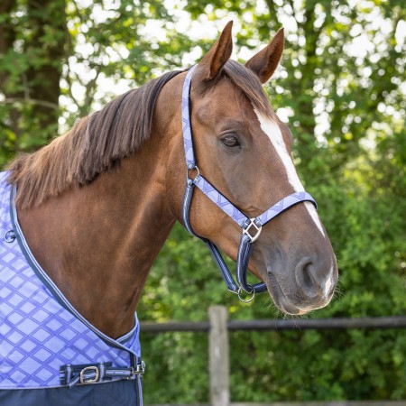 Cabezada Cuadra QHP + Ramal Collection Purple Sunset | Calvet