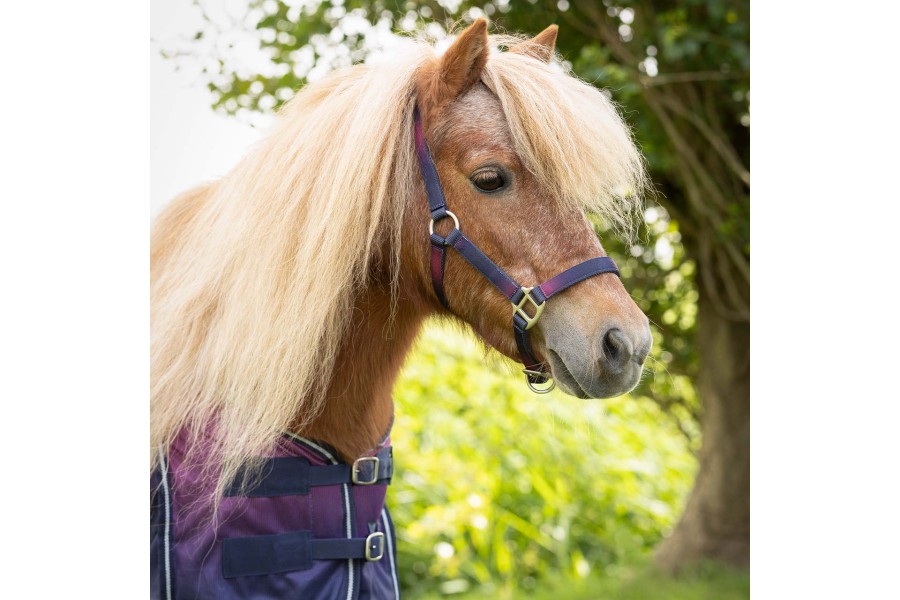 Cabezada Cuadra QHP + Ramal Jaily Ombre | Calvet Animals i