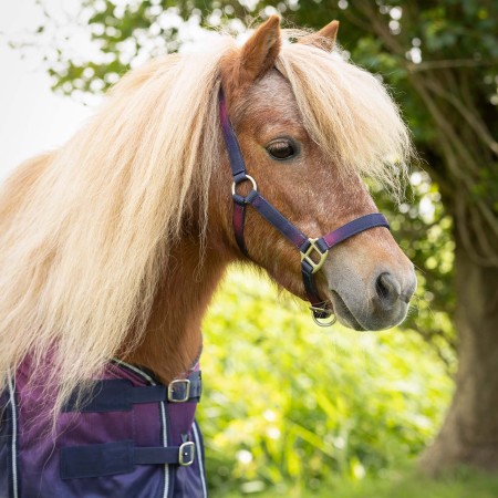 Cabezada Cuadra QHP + Ramal Jaily Ombre | Calvet Animals i