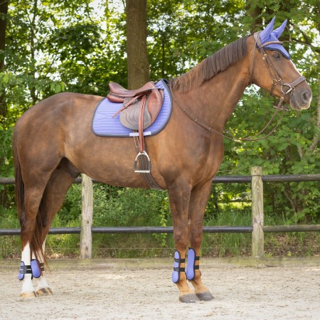 Sudadero Uso General QHP Nyomi Purple Sunset | Calvet Animals i