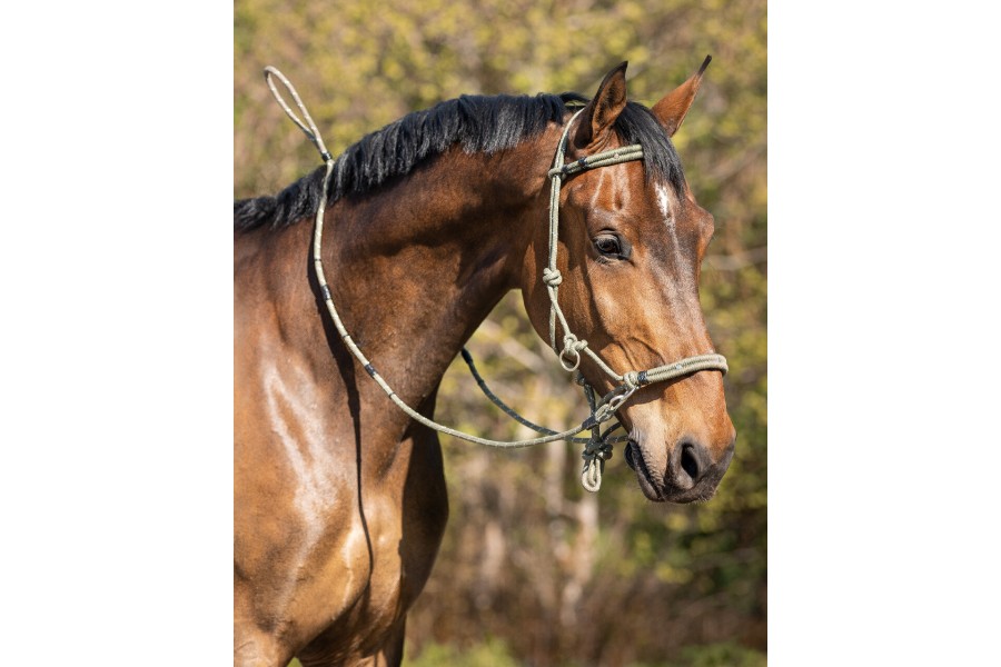 Cabezada Cuadra Cuerda QHP + Ramal Oliva | Cabezadas