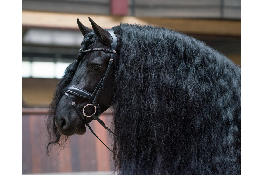 Brida Montar QHP Selene Negra | Cabezadas para caballos