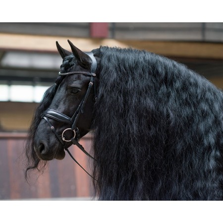 Brida Montar QHP Selene Negra | Cabezadas para caballos