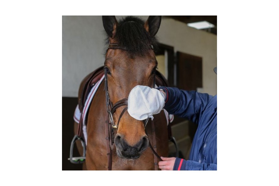 Carr Day Guants Neteja Cuir 10 Unitats | Guadarnés per a cavalls