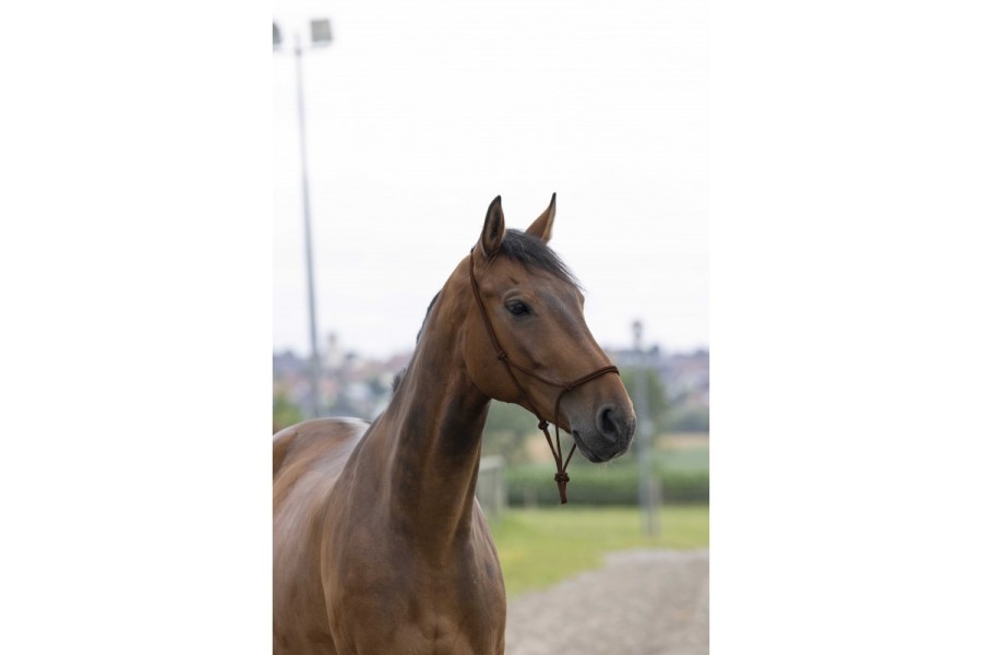 Morralla Quadra Corda Marró | Cabeçades o morralles per a cavalls