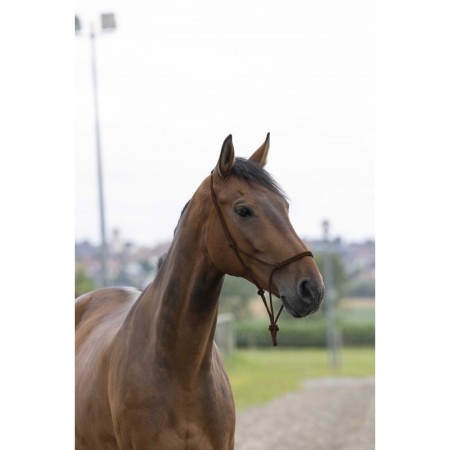 Cabezada Cuadra Cuerda Marrón | Cabezadas para caballos