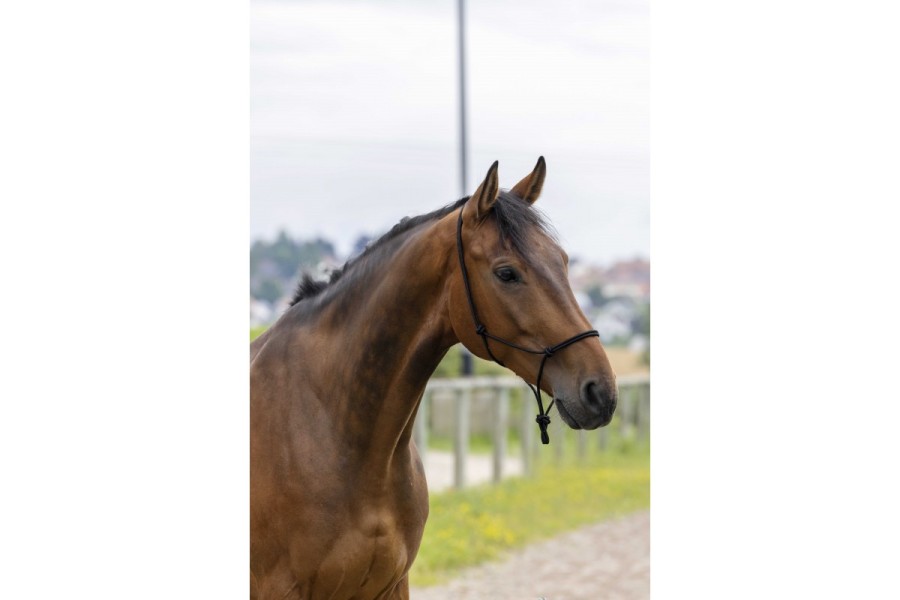 Cabezada Cuadra Cuerda Delgada Riding World Negra | Cabezadas para caballos