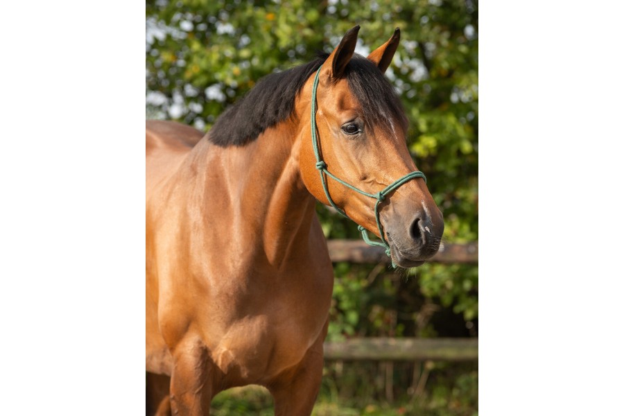 Cabezada Cuadra Cuerda QHP Basic Verde Oscuro