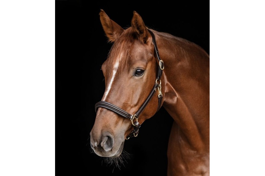 Cabezada Cuadra Cuero S-Line Classy Marrón | Cabezadas para caballos