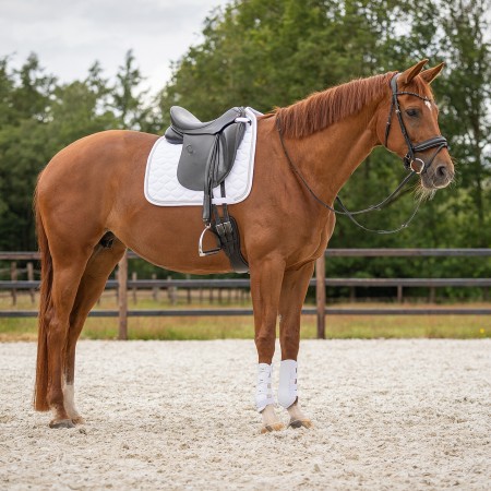 Protectors QHP Champion Blanc | Proteccions per a cavalls