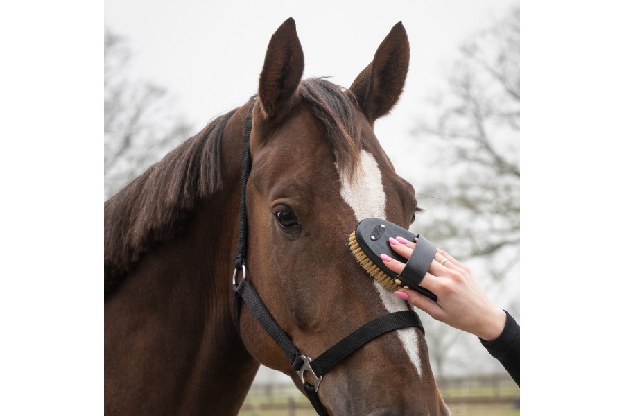 Cepillos Grooming Royal Caballo QHP Negro | Salud e higiene para caballos