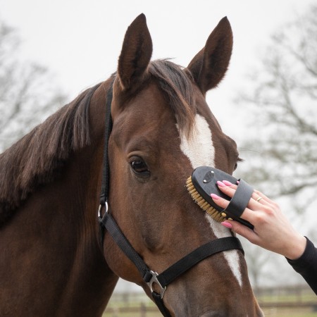 Cepillos Grooming Royal Caballo QHP Negro | Salud e higiene para caballos