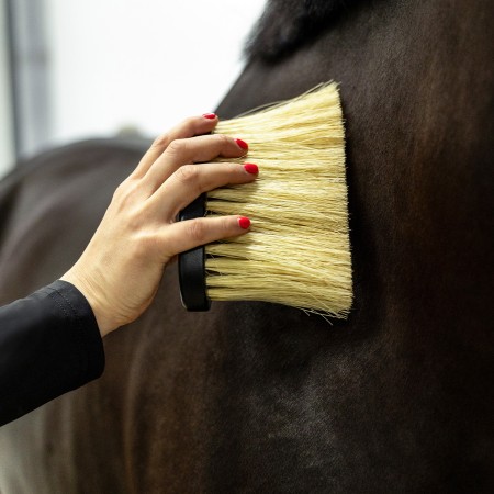 Cepillos Grooming Royal Caballo QHP Negro | Salud e higiene para caballos