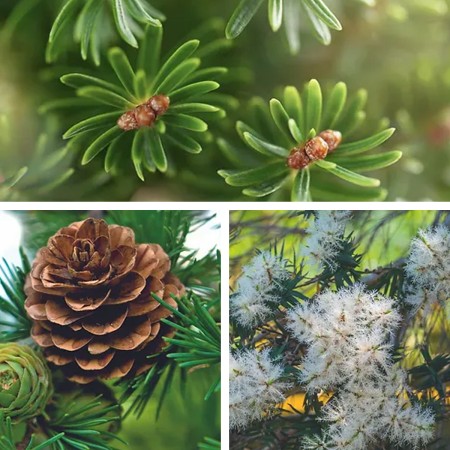 Higienizador Cascos Leovet Frogmedic 2