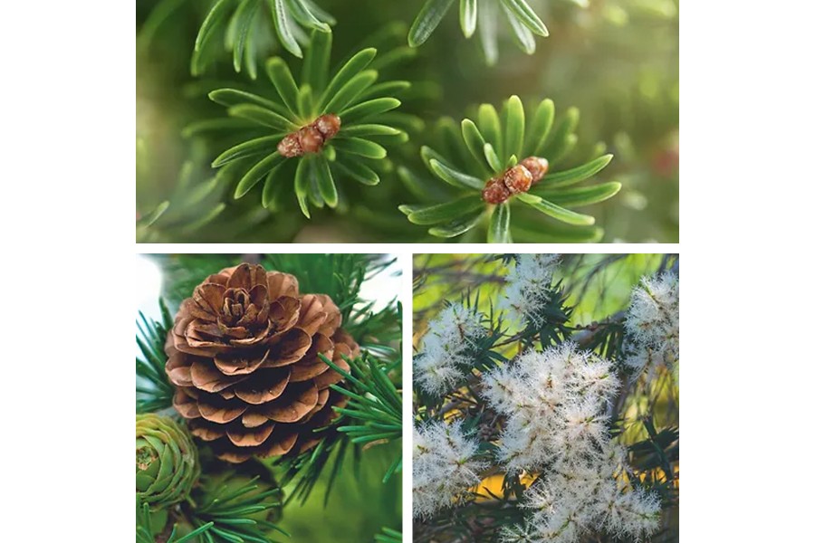 Higienizador Cascos Leovet Frogmedic