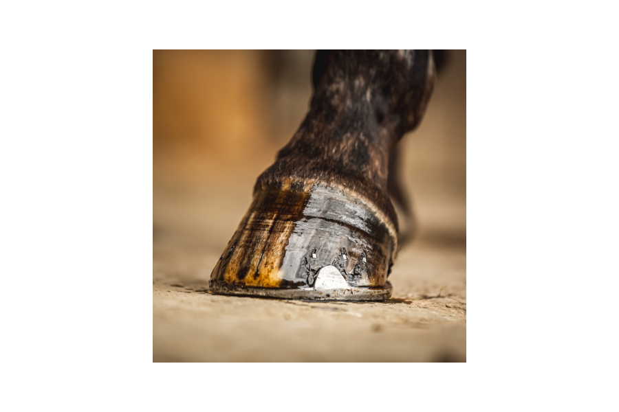 Aceite Extracto de Té Carr Day | Salud e higiene para caballos