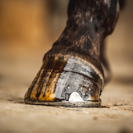 Oli Extracte de Té Carr Day