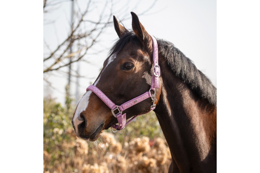 Cabezada Cuadra QHP Lyvia Rosa