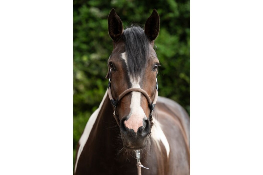 Cabezada Cuadra HKM Carlotta Taupe