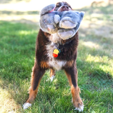 Juguete Perro Kong Toughz Bunny