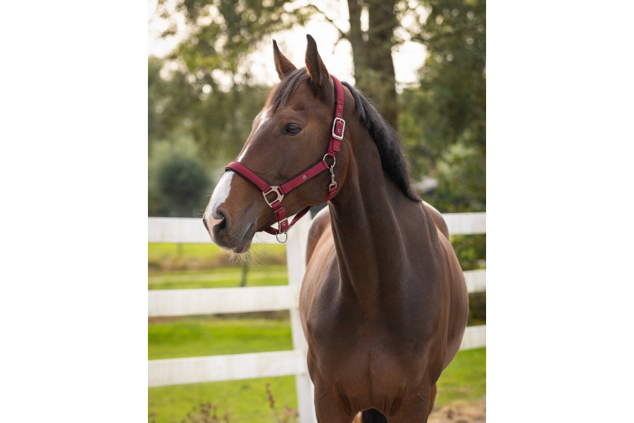 Cabezada Cuadra QHP Deluxe Burdeos