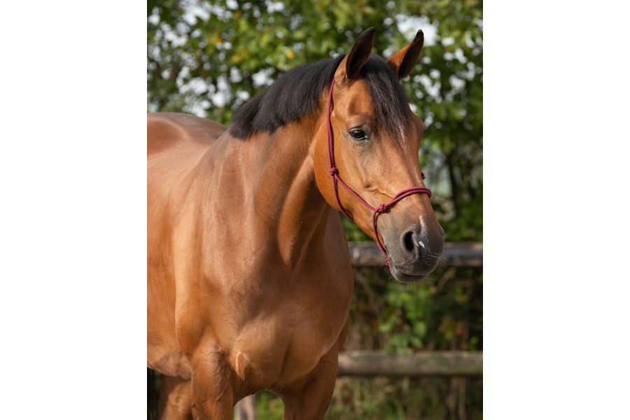 Cabezada Cuadra Cuerda QHP Basic Burdeos