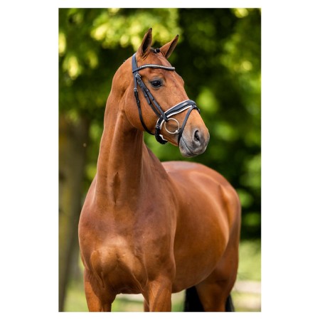 Brida Montar BR Oldham Negra Blanca 2