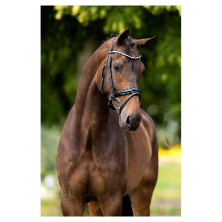 Brida BR Oldham Negra/Plata 2