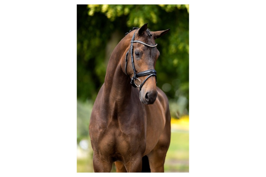 Morralla Muntar BR Oldham Negra/Plata