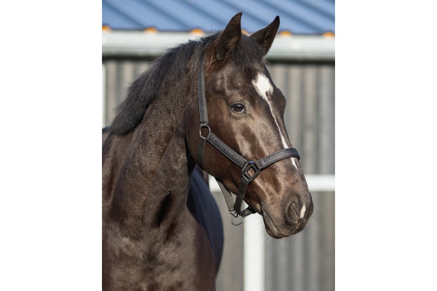 Cabezada Cuadra QHP Glitter Negra
