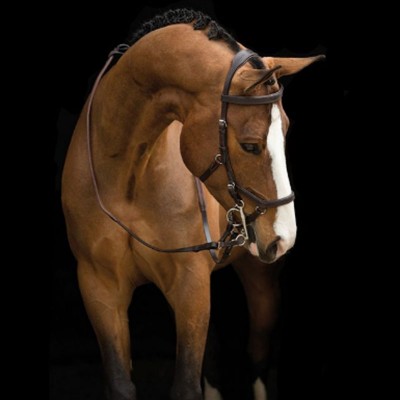 Brida Montar Inglesa Rambo Competition Marrón | Equestrian. Calvet Animals