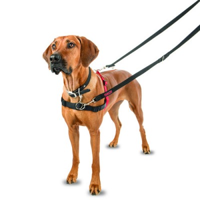 Arnés Halti para perros | Calvet Animales y Plantas