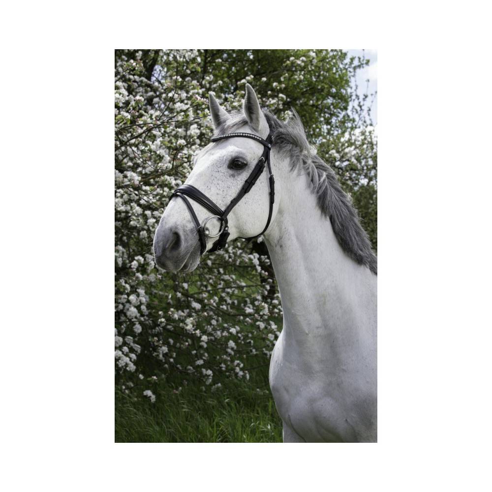 Brida Montar Norton Pro Strass Negra | Equestrian. Calvet Animals i
