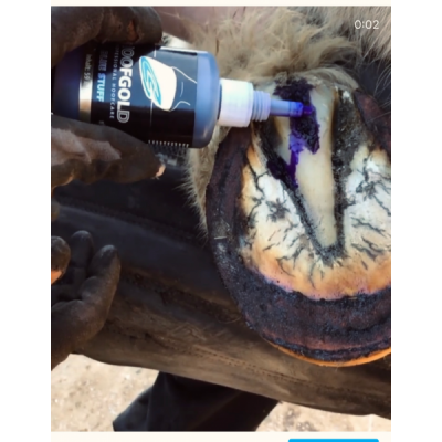 HoofGold Blue Stuff 100ml |Cavall i Genet a Equestrian, Calvet Animal i