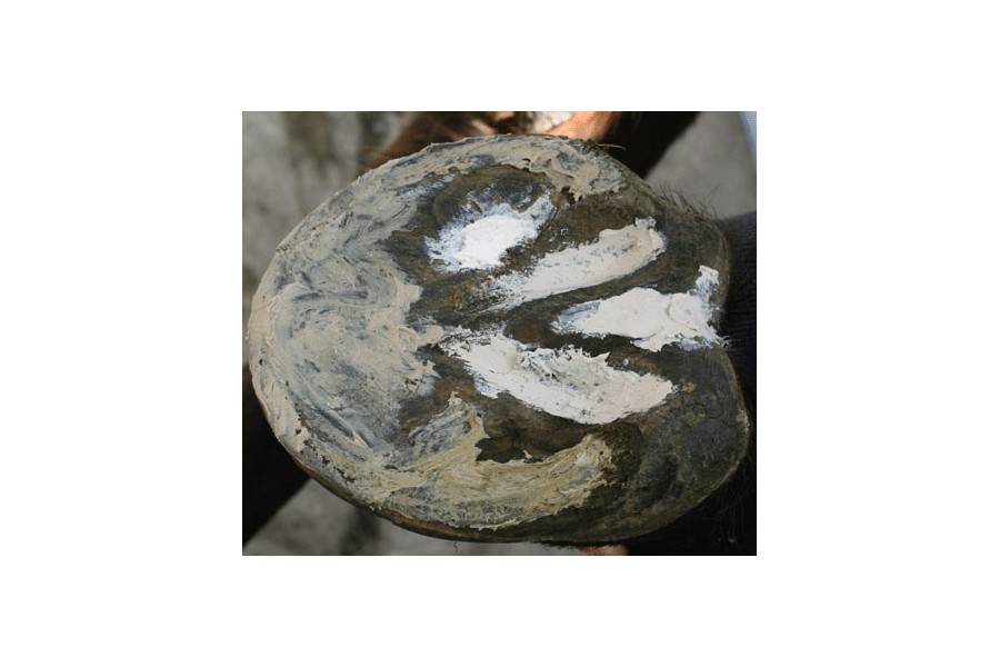 Red Horse Artimud Hoof Clay | Equestrian. Calvet Animals i Plantes.