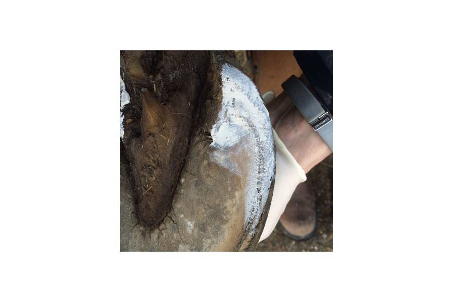 Red Horse Artimud Hoof Clay | Equestrian. Calvet Animals i Plantes.