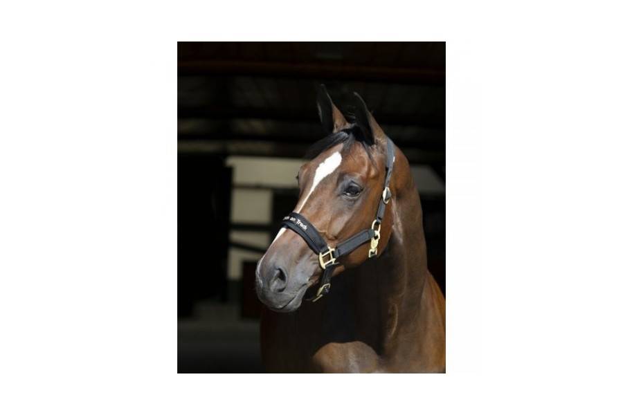 Cabezada Cuadra Back On Track Werano Negra | Equestrian. Calvet Animals i