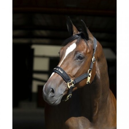 Cabezada Cuadra Back On Track Werano Negra | Equestrian. Calvet Animals i